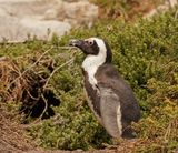 Brilpikkewyn / African Penguin