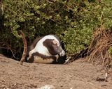 Brilpikkewyn / African Penguin