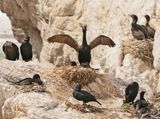 Bankduiker / Bank Cormorant