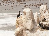 Bankduiker / Bank Cormorant