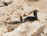 Trekduiker / Cape Cormorant