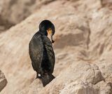 Trekduiker / Cape Cormorant