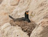 Trekduiker / Cape Cormorant