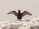 Kuifkopduiker / Crowned Cormorant