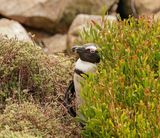 Brilpikkewyn / African Penguin