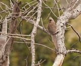 Gevlekte Muisvoël / Speckled Mousebird