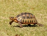 Bontskilpad / Angulate Tortoise