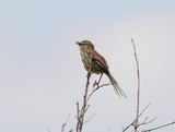 Karoolangstertjie / Karoo Prinia