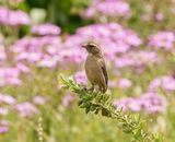 Streepkopkanarie / Streaky-headed Canary