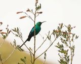 Jangroentjie / Malachite Sunbird