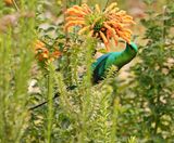 Jangroentjie / Malachite Sunbird