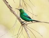 Jangroentjie / Malachite Sunbird