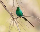 Jangroentjie / Malachite Sunbird