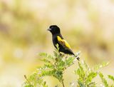 Kaapse Flap / Yellow Bishop