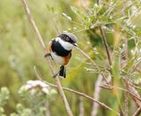 Kaapse Bosbontrokkie / Cape Batis