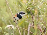 Kaapse Bosbontrokkie / Cape Batis