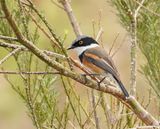 Kaapse Bosbontrokkie / Cape Batis