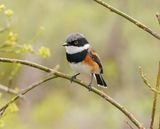 Kaapse Bosbontrokkie / Cape Batis
