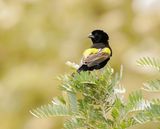 Kaapse Flap / Yellow Bishop