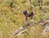 Kaapse bobbejaan / Cape Baboon