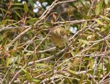 Gewone Willie / Sombre Greenbul
