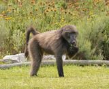 Kaapse bobbejaan / Cape Baboon