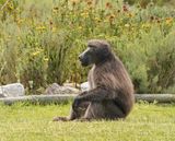 Kaapse bobbejaan / Cape Baboon