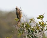 Gevlekte Muisvoël / Speckled Mousebird