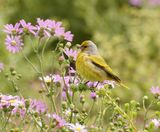 Kaapse Kanarie / Cape Canary