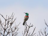 Klein Rooibandsuikerbekkie / Southern Double-collard Sunbird
