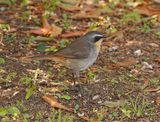 Gewone Janfrederik / Cape Robin-Chat