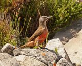 Grondspeg / Ground Woodpecker
