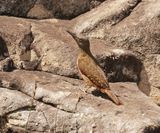 Grondspeg / Ground Woodpecker