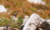 Kaapse Berglyster / Cape Rockjumper