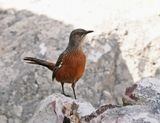 Kaapse Berglyster / Cape Rockjumper