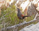 Kaapse Berglyster / Cape Rockjumper