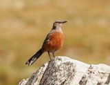 Kaapse Berglyster / Cape Rockjumper