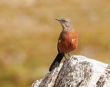 Kaapse Berglyster / Cape Rockjumper