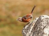 Kaapse Berglyster / Cape Rockjumper