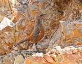 Kaapse Berglyster / Cape Rockjumper