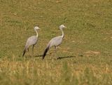 Bloukraanvoël / Blue Crane