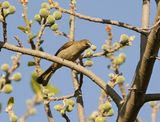 Gewone Willie / Sombre Greenbul