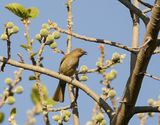 Gewone Willie / Sombre Greenbul
