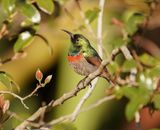 Klein Rooibandsuikerbekkie / Southern Double-collard Sunbird