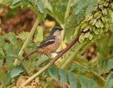 Suidelike Waterfiskaal / Southern Boubou