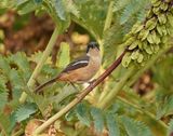 Suidelike Waterfiskaal / Southern Boubou