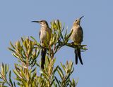 Kaapse Suikervoël / Cape Sugarbird