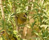 Gestreepte Kanarie / Forest Canary