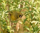 Gestreepte Kanarie / Forest Canary