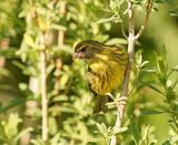Gestreepte Kanarie / Forest Canary